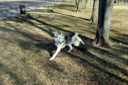 Dogs Feb1 2009 01.JPG